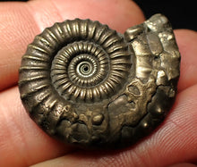 Load image into Gallery viewer, Large Crucilobiceras pyrite ammonite fossil (32 mm)
