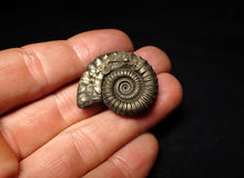 Load image into Gallery viewer, Large Crucilobiceras pyrite ammonite fossil (32 mm)
