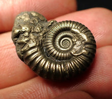 Load image into Gallery viewer, Crucilobiceras pyrite ammonite fossil (23 mm)
