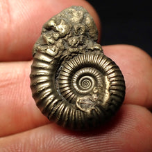Load image into Gallery viewer, Crucilobiceras pyrite ammonite fossil (23 mm)
