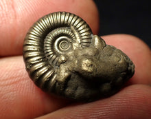 Load image into Gallery viewer, Crucilobiceras pyrite ammonite fossil (23 mm)
