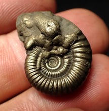 Load image into Gallery viewer, Crucilobiceras pyrite ammonite fossil (23 mm)
