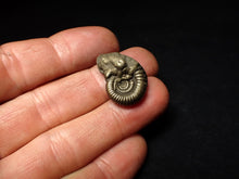 Load image into Gallery viewer, Crucilobiceras pyrite ammonite fossil (23 mm)
