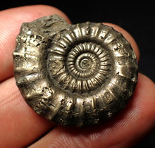 Load image into Gallery viewer, Crucilobiceras pyrite ammonite fossil (31 mm)
