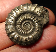 Load image into Gallery viewer, Crucilobiceras pyrite ammonite fossil (31 mm)
