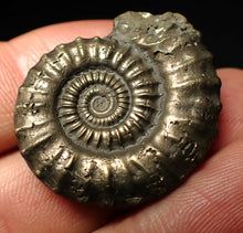 Load image into Gallery viewer, Crucilobiceras pyrite ammonite fossil (31 mm)
