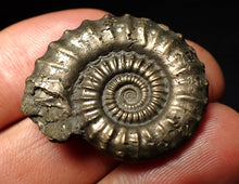 Load image into Gallery viewer, Crucilobiceras pyrite ammonite fossil (31 mm)
