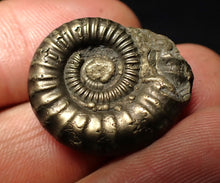 Load image into Gallery viewer, Crucilobiceras pyrite ammonite fossil (24 mm)
