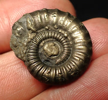 Load image into Gallery viewer, Crucilobiceras pyrite ammonite fossil (24 mm)
