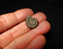 Load image into Gallery viewer, Crucilobiceras pyrite ammonite fossil (19 mm)

