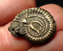Load image into Gallery viewer, Crucilobiceras pyrite ammonite fossil (19 mm)
