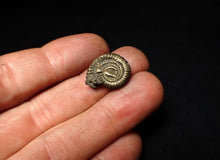 Load image into Gallery viewer, Crucilobiceras pyrite ammonite fossil (19 mm)
