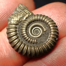 Load image into Gallery viewer, Crucilobiceras pyrite ammonite fossil (19 mm)
