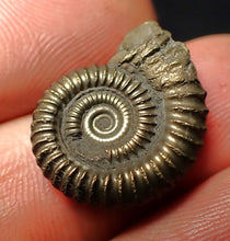 Load image into Gallery viewer, Crucilobiceras pyrite ammonite fossil (19 mm)
