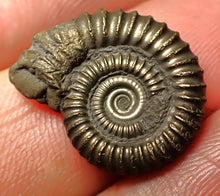 Load image into Gallery viewer, Crucilobiceras pyrite ammonite fossil (19 mm)
