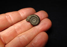 Load image into Gallery viewer, Crucilobiceras pyrite ammonite fossil (19 mm)
