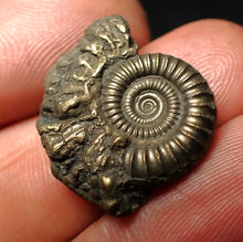 Load image into Gallery viewer, Crucilobiceras pyrite ammonite fossil (23 mm)
