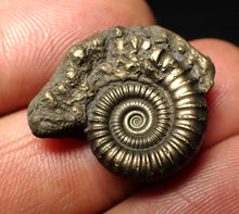 Load image into Gallery viewer, Crucilobiceras pyrite ammonite fossil (23 mm)
