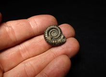 Load image into Gallery viewer, Crucilobiceras pyrite ammonite fossil (21 mm)
