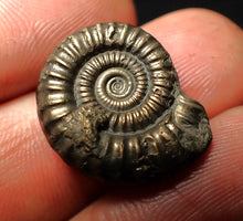 Load image into Gallery viewer, Crucilobiceras pyrite ammonite fossil (21 mm)
