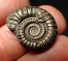 Load image into Gallery viewer, Crucilobiceras pyrite ammonite fossil (21 mm)

