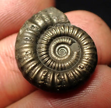 Load image into Gallery viewer, Crucilobiceras pyrite ammonite fossil (21 mm)
