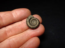 Load image into Gallery viewer, Crucilobiceras pyrite ammonite fossil (21 mm)
