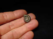 Load image into Gallery viewer, Crucilobiceras pyrite ammonite fossil (17 mm)
