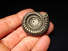Load image into Gallery viewer, Echioceras pyrite ammonite fossil (39 mm)
