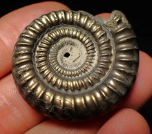 Load image into Gallery viewer, Echioceras pyrite ammonite fossil (39 mm)

