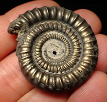Load image into Gallery viewer, Echioceras pyrite ammonite fossil (39 mm)
