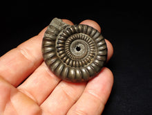 Load image into Gallery viewer, Echioceras pyrite ammonite fossil (50 mm)
