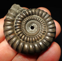 Load image into Gallery viewer, Echioceras pyrite ammonite fossil (50 mm)
