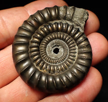 Load image into Gallery viewer, Echioceras pyrite ammonite fossil (50 mm)
