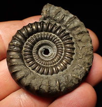 Load image into Gallery viewer, Echioceras pyrite ammonite fossil (50 mm)
