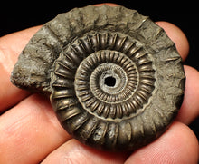 Load image into Gallery viewer, Echioceras pyrite ammonite fossil (50 mm)
