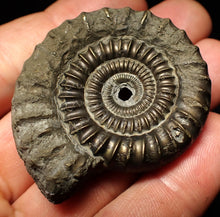 Load image into Gallery viewer, Echioceras pyrite ammonite fossil (50 mm)
