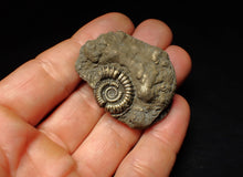 Load image into Gallery viewer, Pyrite multi-ammonite fossil Crucilobiceras (45 mm)
