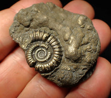 Load image into Gallery viewer, Pyrite multi-ammonite fossil Crucilobiceras (45 mm)
