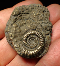 Load image into Gallery viewer, Pyrite multi-ammonite fossil Crucilobiceras (45 mm)
