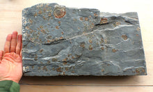 Load image into Gallery viewer, Large iridescent multi-ammonite display fossil
