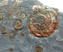 Load image into Gallery viewer, Large iridescent multi-ammonite display fossil
