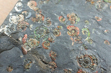 Load image into Gallery viewer, Large iridescent multi-ammonite display fossil
