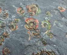 Load image into Gallery viewer, Large iridescent multi-ammonite display fossil
