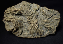 Load image into Gallery viewer, Large 3D pyrite crinoid with multiple heads (120 mm) Pentacrinites
