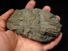 Load image into Gallery viewer, Large 3D pyrite crinoid with multiple heads (120 mm) Pentacrinites
