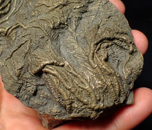 Load image into Gallery viewer, Large 3D pyrite crinoid with multiple heads (120 mm) Pentacrinites
