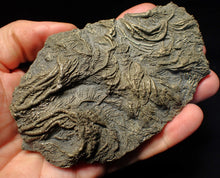 Load image into Gallery viewer, Large 3D pyrite crinoid with multiple heads (120 mm) Pentacrinites
