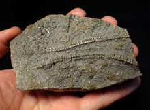 Load image into Gallery viewer, Large 3D pyrite crinoid with multiple heads (120 mm) Pentacrinites
