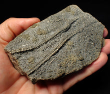 Load image into Gallery viewer, Large 3D pyrite crinoid with multiple heads (120 mm) Pentacrinites
